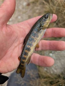Brown Trout
