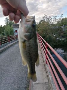 Smallmouth Bass