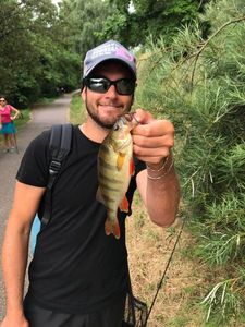 European Perch