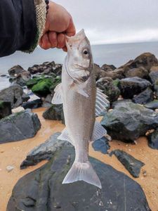 European Bass (Seabass)