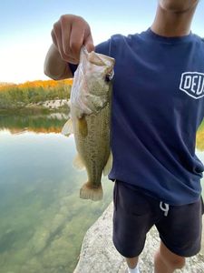 Largemouth Bass