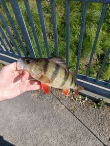 European Perch