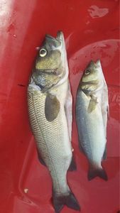 European Bass (Seabass)