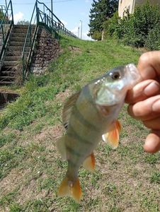 European Perch