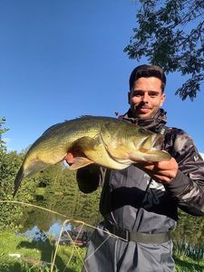 Largemouth Bass