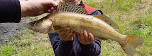 Zander