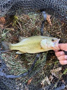 Largemouth Bass