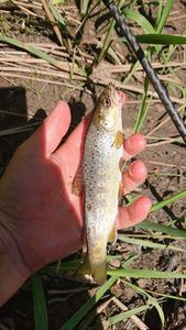 Brown Trout