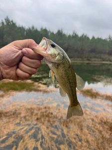 Largemouth Bass