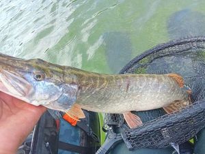 Northern Pike