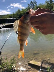 European Perch