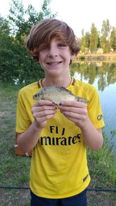 Crucian Carp