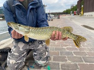 Northern Pike