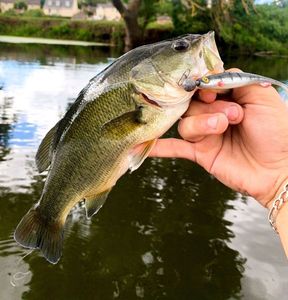 Largemouth Bass