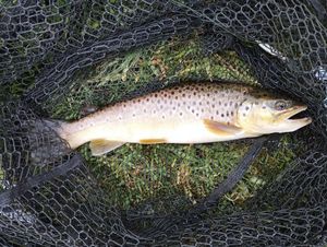 Brown Trout
