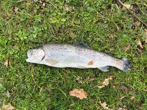 Rainbow Trout