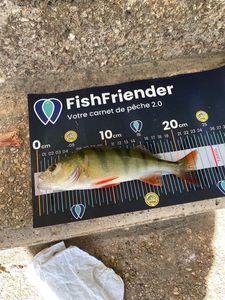 European Perch