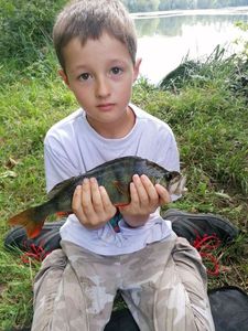 European Perch