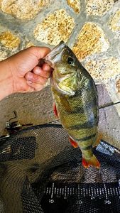 European Perch