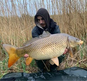Common Carp