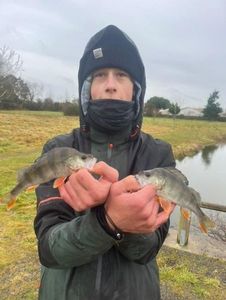 European Perch