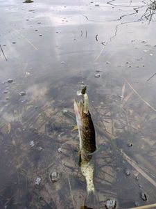 Northern Pike, gefangen von Gael Mombeuil