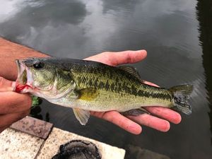 Largemouth Bass