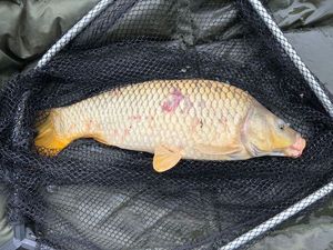 Common Carp