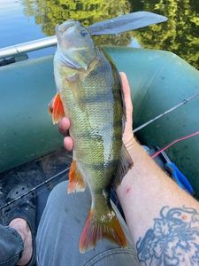 European Perch