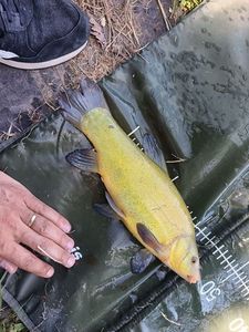 Tench