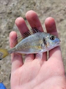 Black Seabream