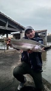 Rainbow Trout