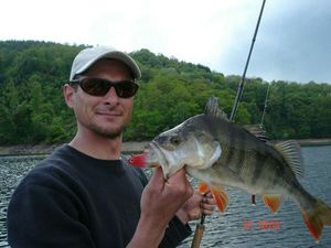 European Perch