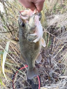 Largemouth Bass