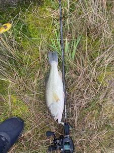 Largemouth Bass