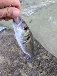 European Bass (Seabass)