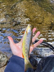 Brown Trout