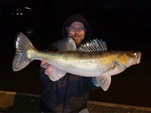 Zander