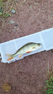 European Perch