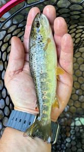 Brown Trout