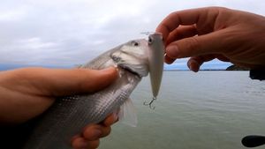 European Bass (Seabass)