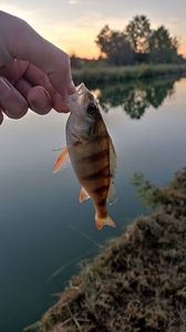 European Perch
