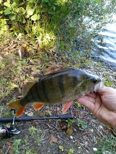 European Perch