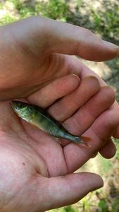 European Perch