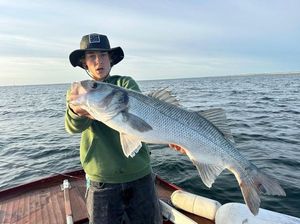 European Bass (Seabass)
