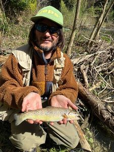 Brown Trout