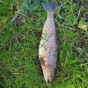 Brown Trout