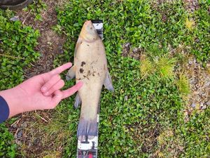 Tench