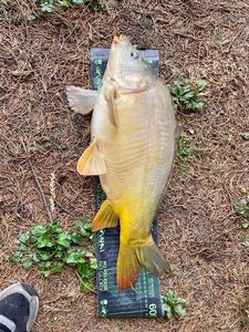 Mirror Carp