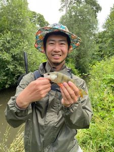 European Perch
